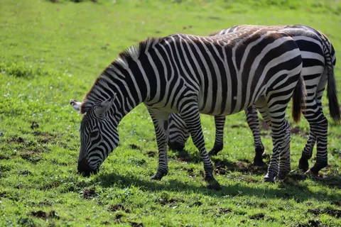 ज़ेब्रा 4K वॉलपेपर · animals · 3840×2560