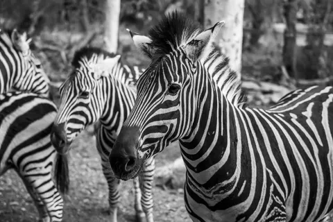 ज़ेब्रा 4K वॉलपेपर · animals · 3840×2563