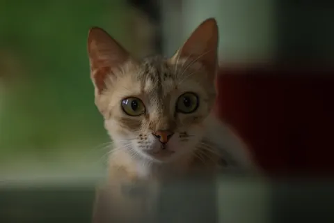 Fondo de pantalla Gato 4K · animals · 3840×2561