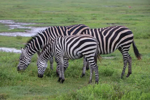 ज़ेब्रा 4K वॉलपेपर · animals · 3840×2560