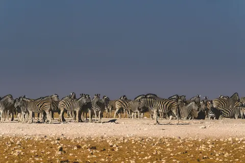 斑馬 4K桌布 · animals · 3840×2560