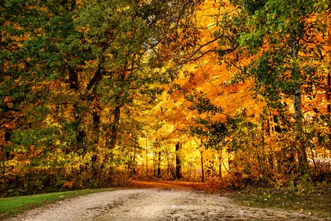 Fondo de pantalla Bosque de otoño 4K · nature · 3840×2560