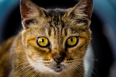 Cat 4K Wallpaper · animals · 3840×2560