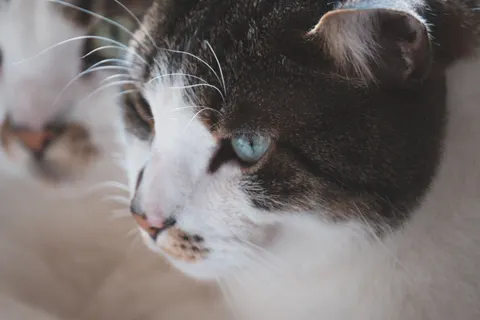 Обои Кот 4K · animals · 3840×2560