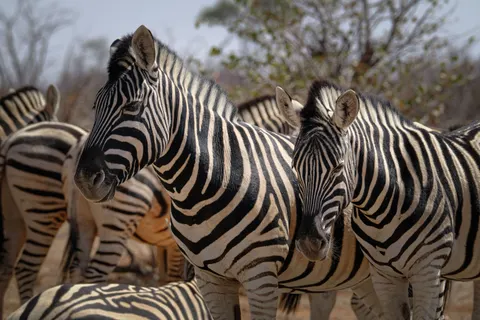 ज़ेब्रा 4K वॉलपेपर · animals · 3840×2560