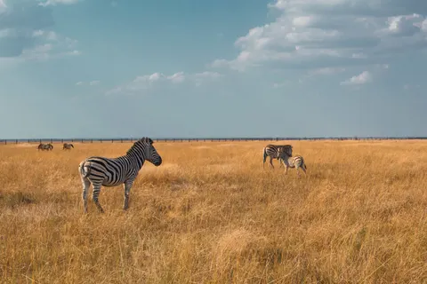 斑馬 4K桌布 · animals · 3840×2560