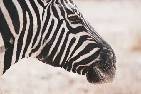 斑馬 4K桌布 · animals · 3840×2560