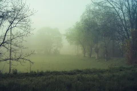Foggy Forest 4K Wallpaper · nature · 3840×2560