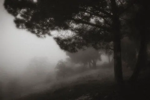 Foggy Forest 4K Wallpaper · nature · 3840×2563