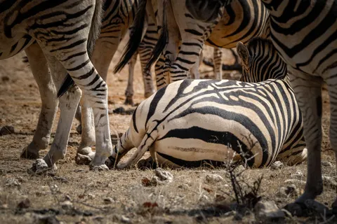 ज़ेब्रा 4K वॉलपेपर · animals · 3840×2560