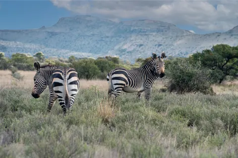 ज़ेब्रा 4K वॉलपेपर · animals · 3840×2563