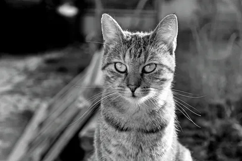 Fondo de pantalla Gato 4K · animals · 3840×2560