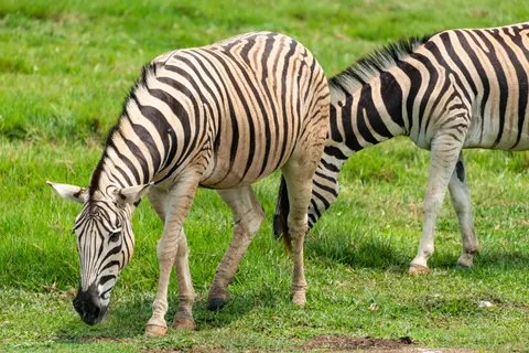 ज़ेब्रा 4K वॉलपेपर · animals · 3840×2563