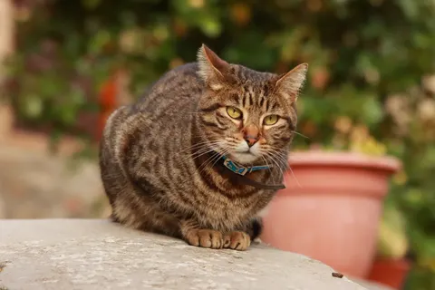 Fond d'écran Chat 4K · animals · 3840×2560