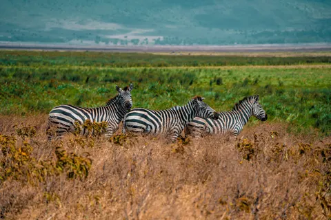 ज़ेब्रा 4K वॉलपेपर · animals · 3840×2560