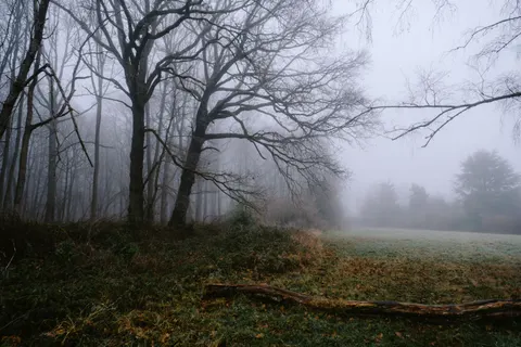 Foggy Forest 4K Wallpaper · nature · 3840×2560