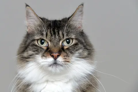 Fond d'écran Chat 4K · animals · 3840×2560