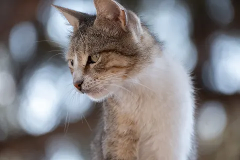 猫咪 4K壁纸 · animals · 3840×2560