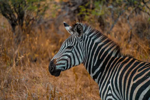 ज़ेब्रा 4K वॉलपेपर · animals · 3840×2560