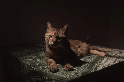 Fond d'écran Chat 4K · animals · 3840×2560