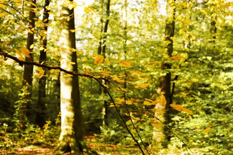 Fondo de pantalla Bosque de otoño 4K · nature · 3840×2560