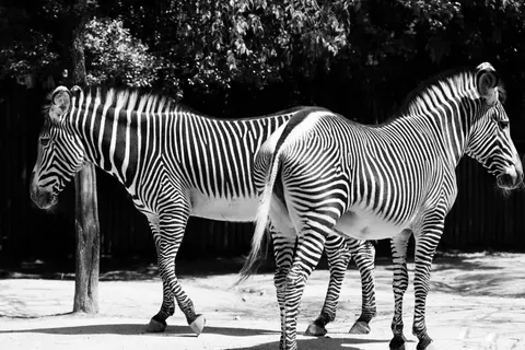 斑馬 4K桌布 · animals · 3840×2560