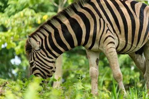 ज़ेब्रा 4K वॉलपेपर · animals · 3840×2563