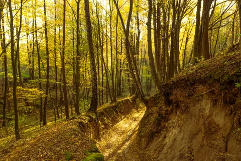 Fondo de pantalla Bosque de otoño 4K · nature · 3840×2560