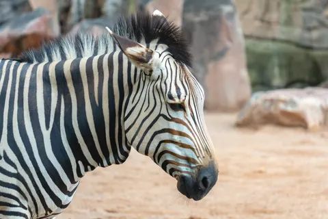 斑馬 4K桌布 · animals · 3840×2560
