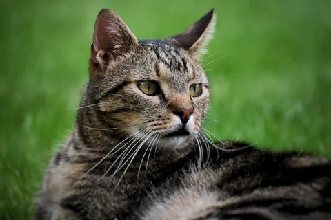 Fondo de pantalla Gato 4K · animals · 3840×2560