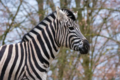 ज़ेब्रा 4K वॉलपेपर · animals · 3840×2560