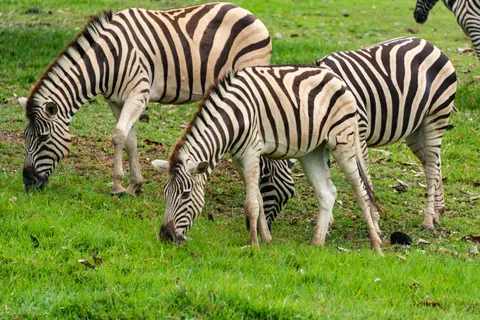 斑馬 4K桌布 · animals · 3840×2563