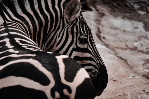 斑馬 4K桌布 · animals · 3840×2560