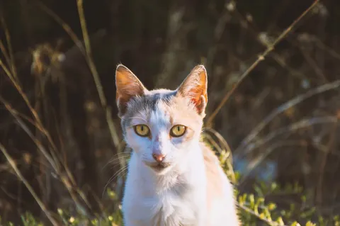Обои Кот 4K · animals · 3840×2553