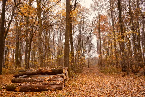 Fondo de pantalla Bosque de otoño 4K · nature · 3840×2560