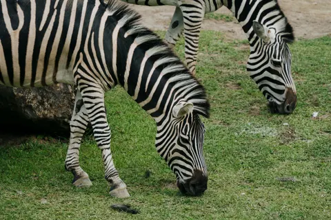 ज़ेब्रा 4K वॉलपेपर · animals · 3840×2560