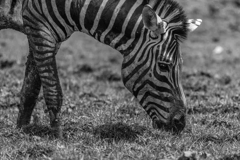斑馬 4K桌布 · animals · 3840×2560