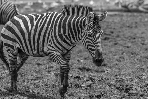 ज़ेब्रा 4K वॉलपेपर · animals · 3840×2560