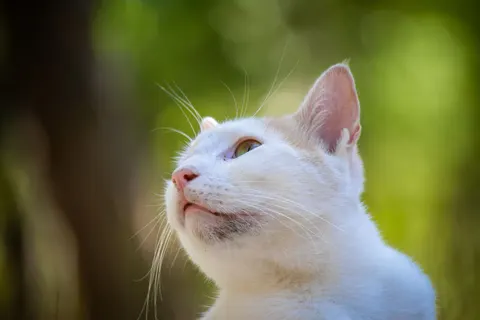 猫咪 4K壁纸 · animals · 3840×2560