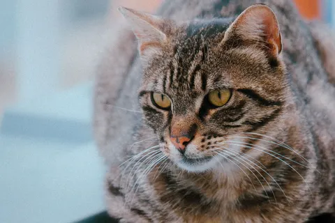 Cat 4K Wallpaper · animals · 3840×2560
