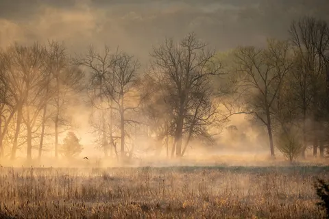 Foggy Forest 4K Wallpaper · nature · 3840×2560