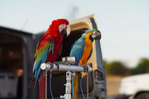 والپیپر طوطی ماکائو با کیفیت 4K · animals · 3840×2560