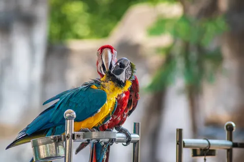 Macaw 4K Wallpaper · animals · 3840×2563