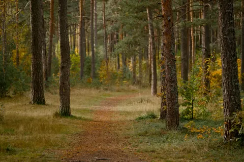 Fondo de pantalla Bosque de otoño 4K · nature · 3840×2560