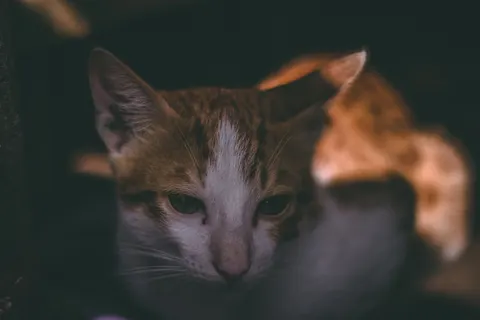고양이 4K 배경화면 · animals · 3840×2560
