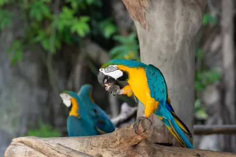 والپیپر طوطی ماکائو با کیفیت 4K · animals · 3840×2560