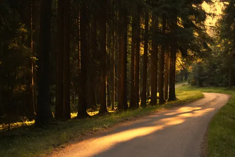 Herbstwald 4K Hintergrundbild · nature · 3840×2561