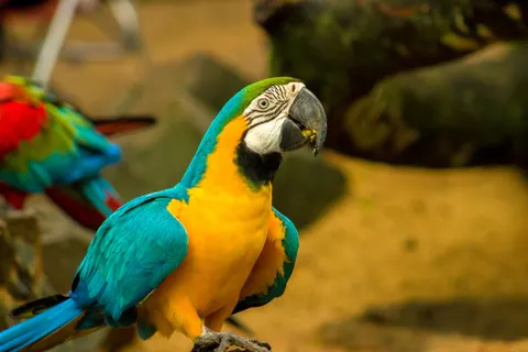 والپیپر طوطی ماکائو با کیفیت 4K · animals · 3840×2560