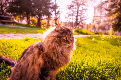 猫咪 4K壁纸 · animals · 3840×2560