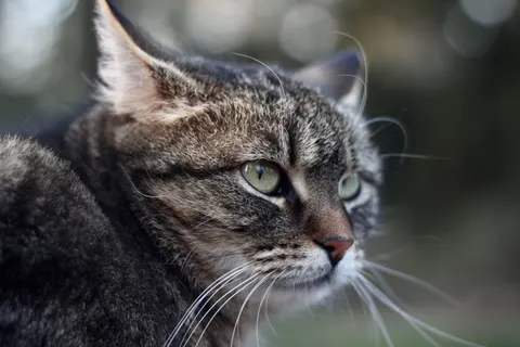 Katze 4K Hintergrundbild · animals · 3840×2560